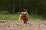 TOSA INU 388